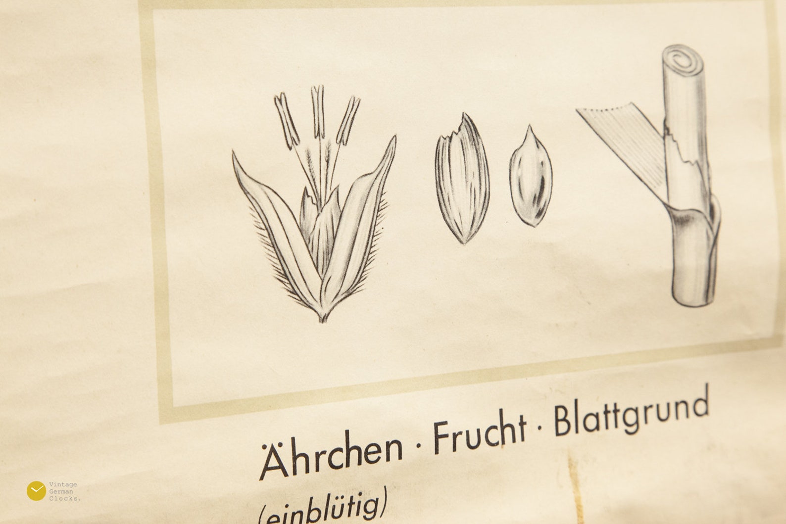 Vintage SCHOOL Pull Down CHART Wall - Grass Flora Map Biology Education ...