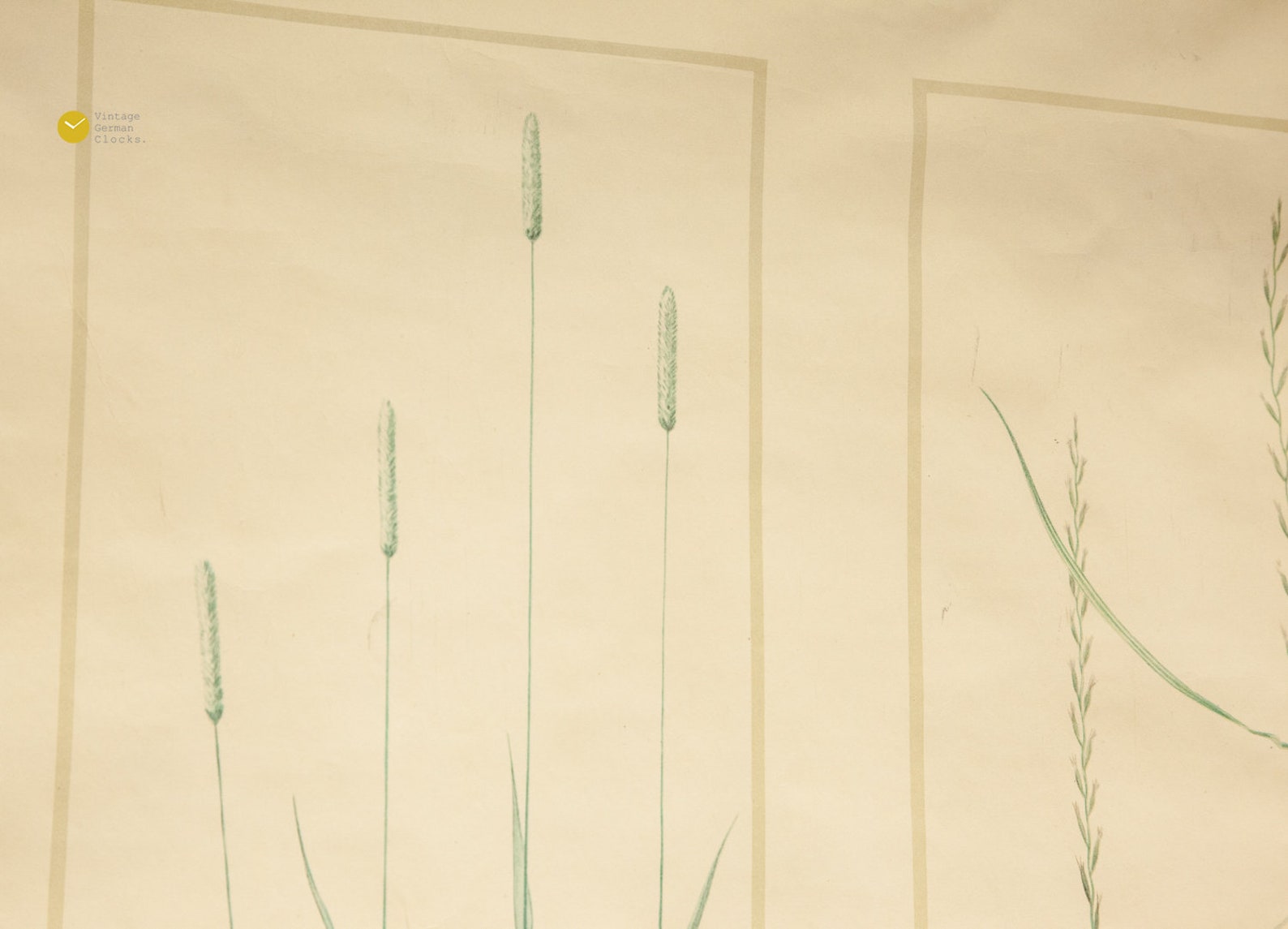Vintage SCHOOL Pull Down CHART Wall - Grass Flora Map Biology Education ...
