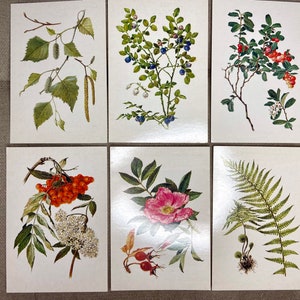 32 cartoline con illustrazioni botaniche d'epoca di piante, cartoline retrò con fiori ed erbe aromatiche, cartoline di piante ucraine sovietiche