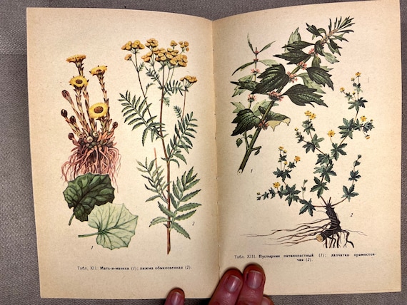 Vintage Botanical Illustrated Book - Old Phytotherapy Guide