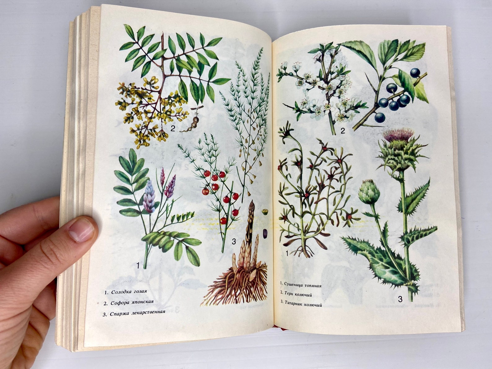 Vintage Botanical Illustrated Book - Old Phytotherapy Guide - Ukrainian ...