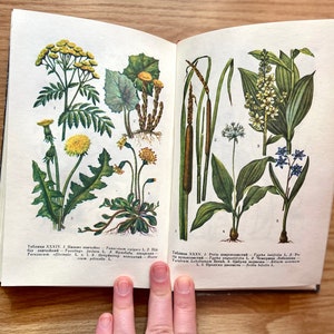 Vintage Ukrainian Forest Botanical Illustrated Book - medicinal plants Herbalist Book - Herbal Treatment, Healing Herbs, USSR book flower
