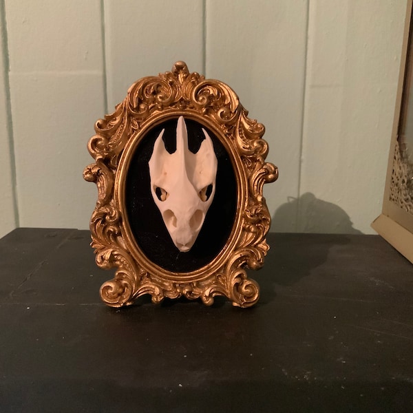 Real turtle skull in Victorian frame
