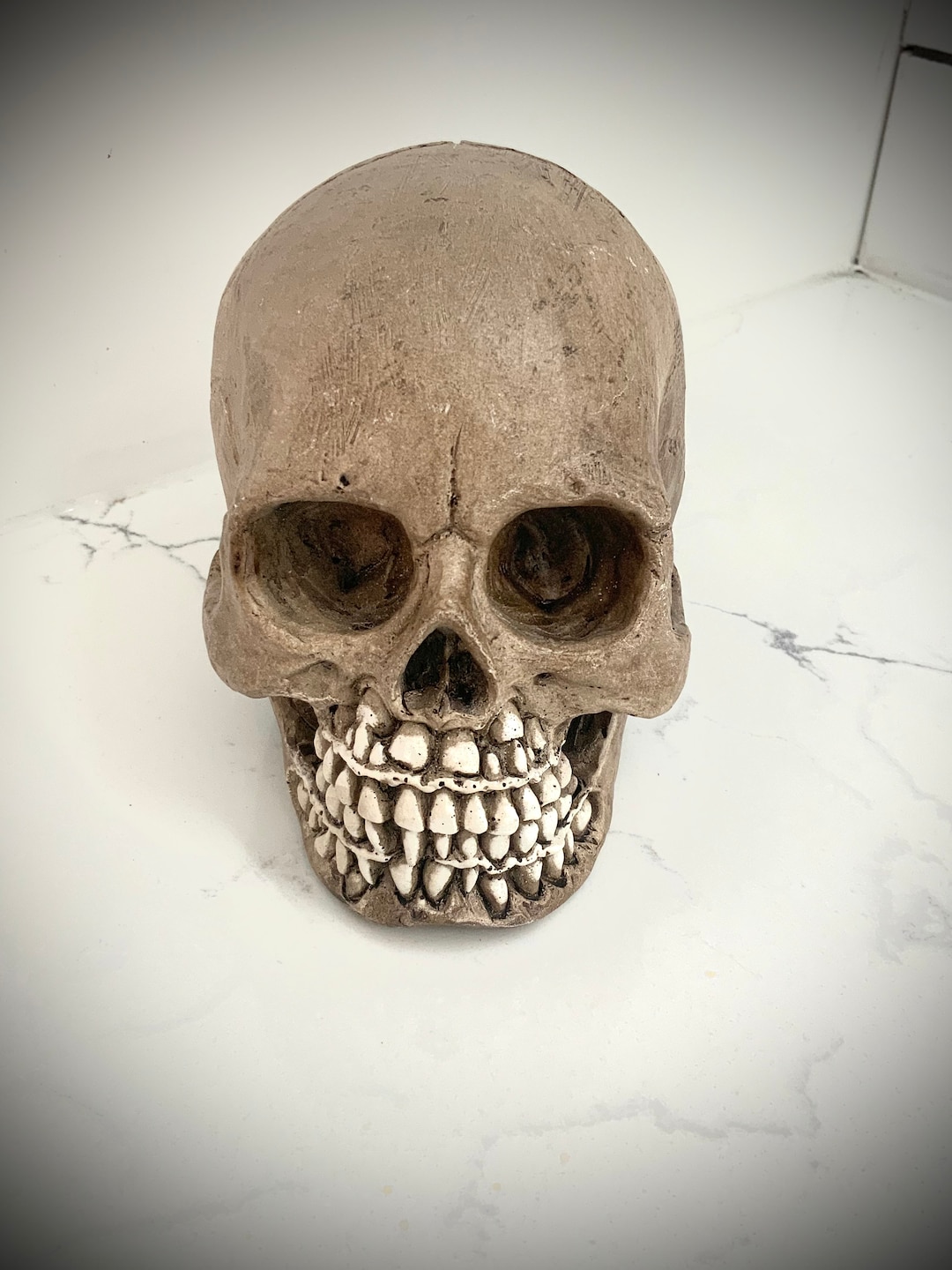 Infant Skull Anatomy Cast - Etsy