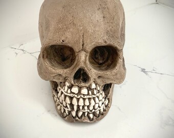 Infant Skull Anatomy Cast - Etsy