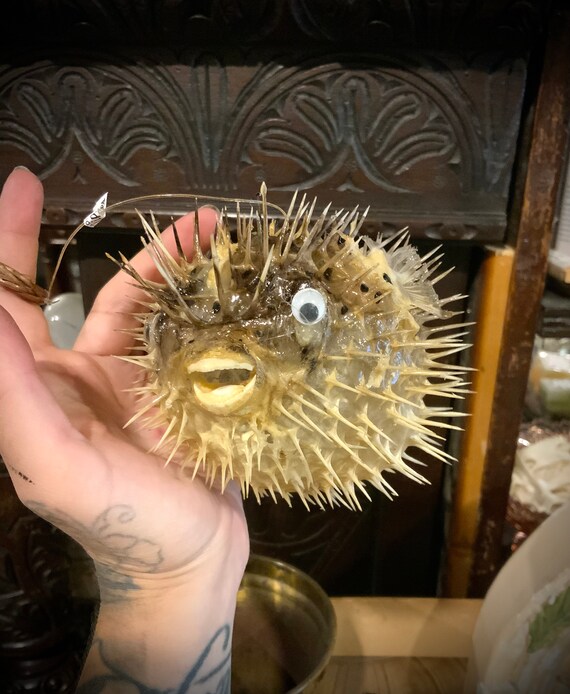 Puffer Fish Taxidermy Real Animal Etsy Canada