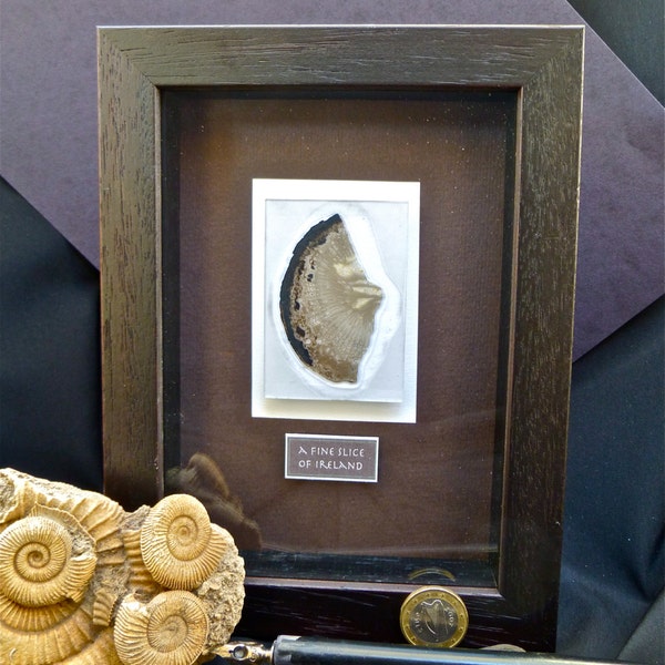 Irish Geology, Shadow Box, Geology Gift, Fossil Art, Irish Gift, Wall Art, Home Decor, Framed Art, Coral, Stone, Crystal, Sligo, Number 5
