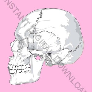 Pink and White Urban Skull Print Instant Digital Download image 2