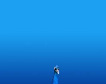 Peacock - Illustration postcard 14,8cm x 14,8cm / print 20cm x 20cm (7,9" x 7,9") / print 30cm x 30cm (11,8" x 11,8")