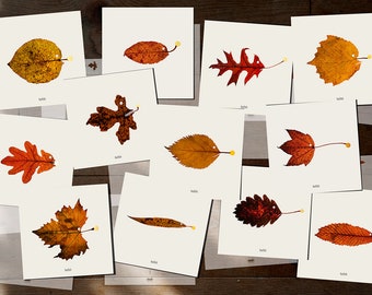 fish Art Cards - leafish - Set of 12 postcards - Illustration postcard 14,8cm x 14,8cm (5,8" x 5,8")