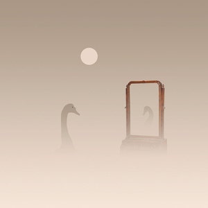 鏡を持つ白鳥 - イラストポストカード 14.8 cm x 14.8 cm / プリント 20 cm x 20 cm (7.9" x 7.9") / プリント 30 cm x 30 cm (11.8" x 11.8")