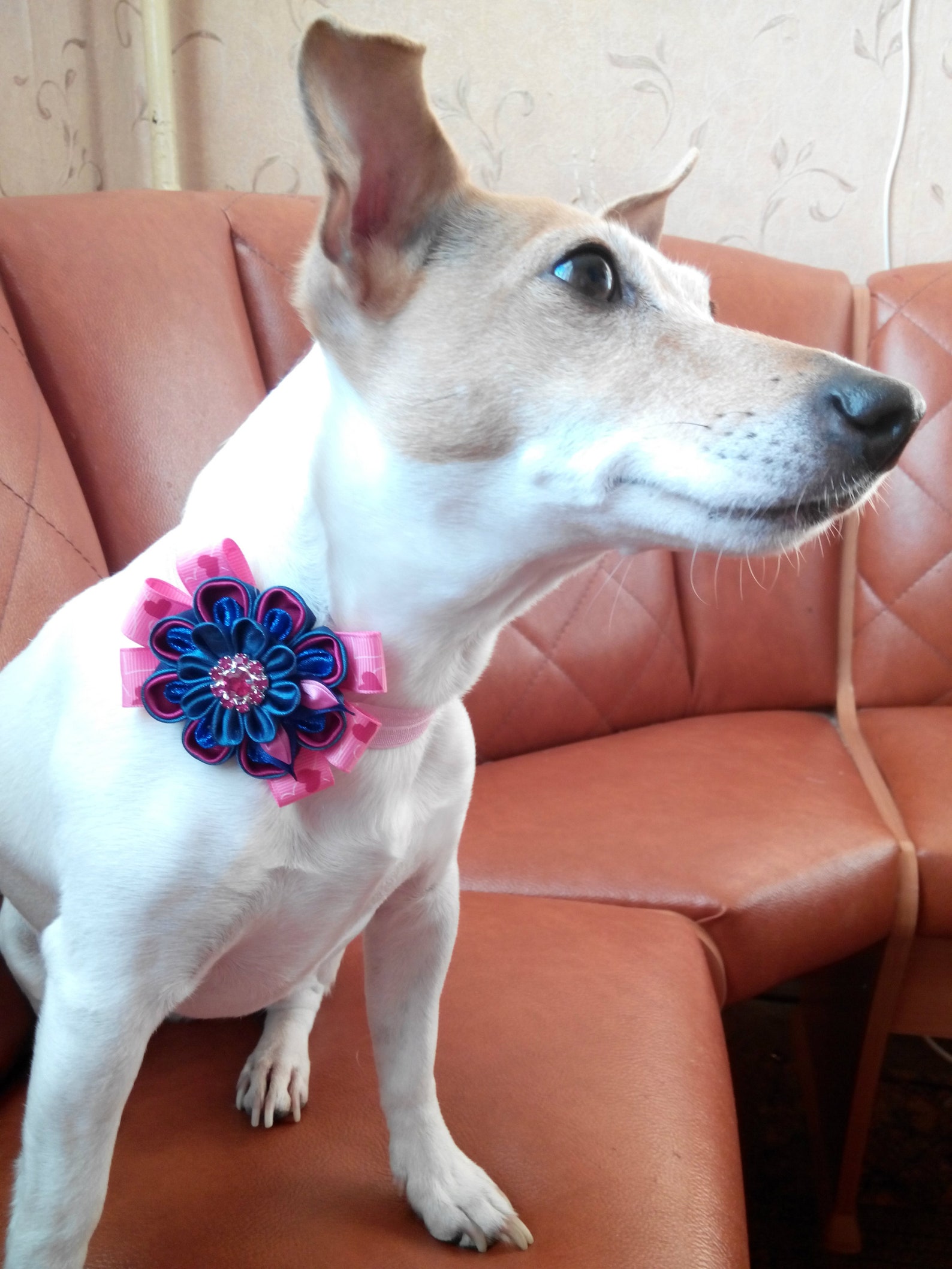 Pink Floral Dog Collar/Girl dog collar with flower/Stretch Etsy
