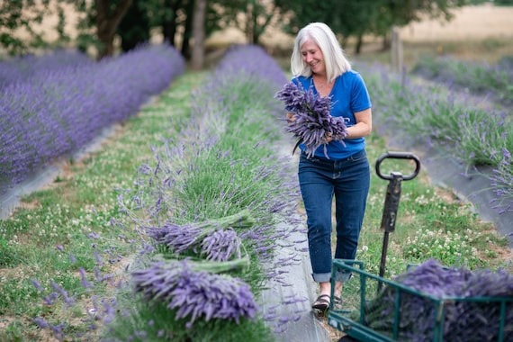 Dried Lavender bundle - Buy lavender direct from the farm!