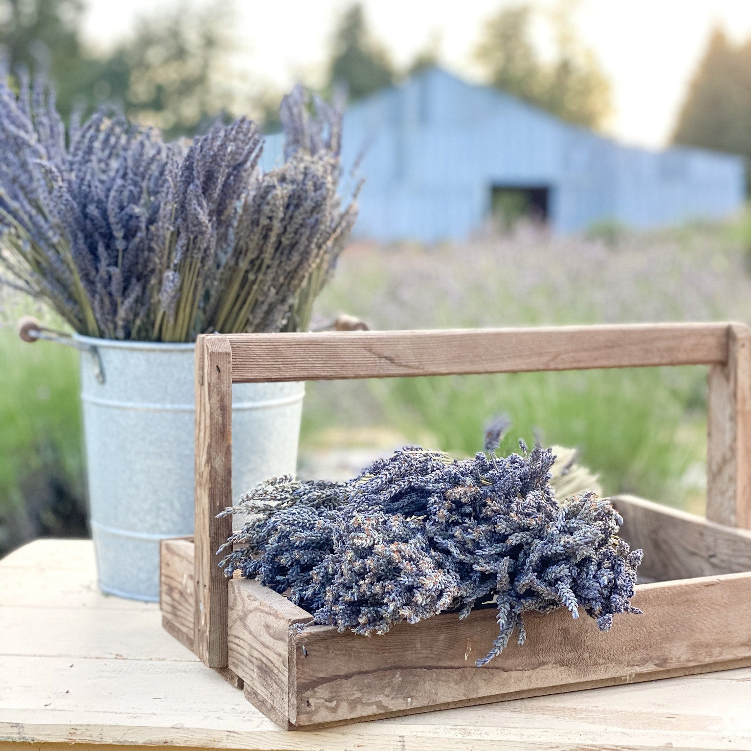 Dried French Lavender Bunches- Set of 2 - New York Lavender by the
