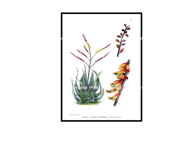 Aloe Vintage Botanical Illustrations Set of 3 Prints - Etsy