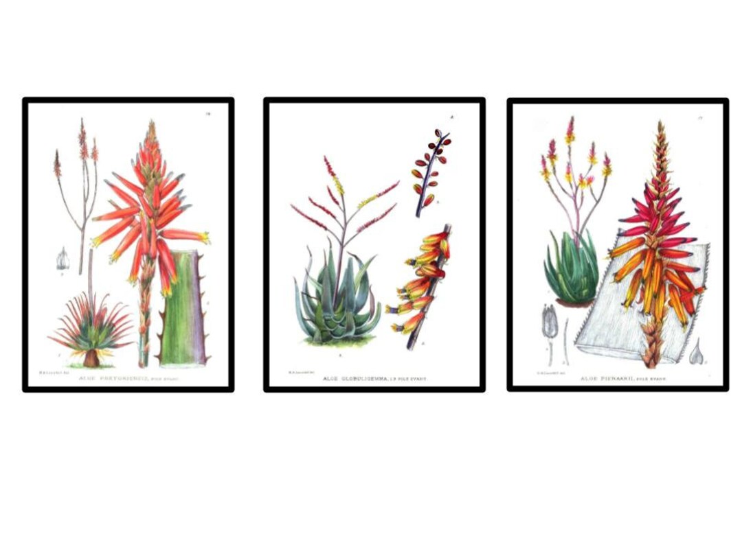 Aloe Vintage Botanical Illustrations Set of 3 Prints - Etsy