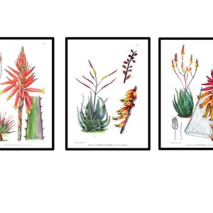 Aloe Vintage Botanical Illustrations Set of 3 Prints