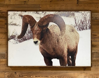 Bighorn Sheep Print, Framed Photo For Wall, Sheep Canvas Print, Rustic Artwork Framed in Reclaimed Barnwood, Wyoming Wall Art