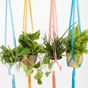 May include: Four macrame plant hangers with different coloured cords, each holding a potted plant. The hangers are blue, yellow, pink, and blue. The plants are a snake plant, a fern, a pothos, and a spider plant.