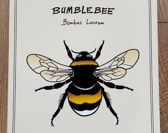 Bumblebee Art Print – White-Tailed Bee, Bombus Lucorum