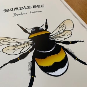 Poster White-Tailed Bumblebee, Bombus Lucorum Animal and Fauna Art, Insect Color Print of Hand-Drawn Art in Sizes A4, A3 and A3 image 3