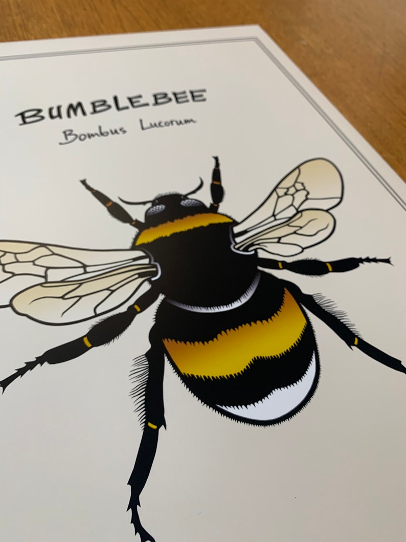 Poster White-Tailed Bumblebee, Bombus Lucorum Animal and Fauna Art, Insect Color Print of Hand-Drawn Art in Sizes A4, A3 and A3 image 3