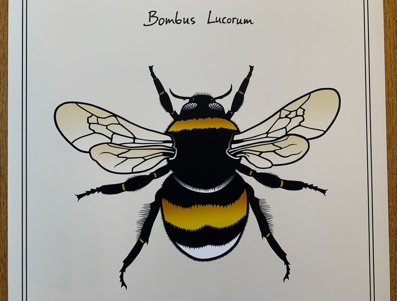 Poster White-Tailed Bumblebee, Bombus Lucorum Animal and Fauna Art, Insect Color Print of Hand-Drawn Art in Sizes A4, A3 and A3 image 2