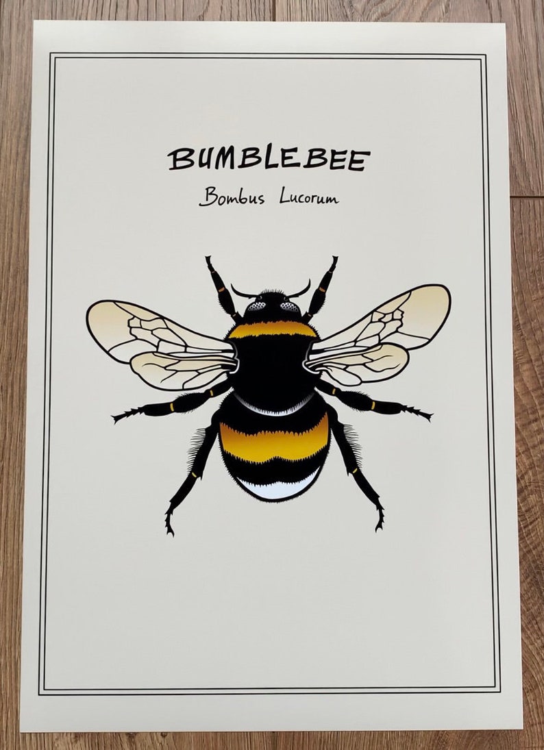 Poster White-Tailed Bumblebee, Bombus Lucorum Animal and Fauna Art, Insect Color Print of Hand-Drawn Art in Sizes A4, A3 and A3 image 1