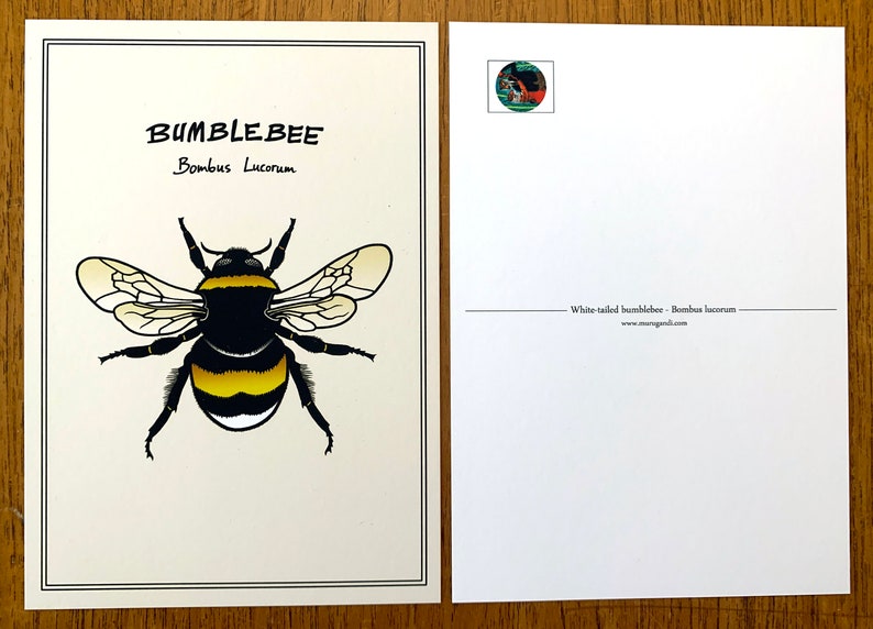 Postcard White-Tailed Bumblebee, Bombus Lucorum Animal, Fauna, Insect Digital Color Art image 2