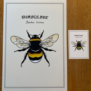 Poster White-Tailed Bumblebee, Bombus Lucorum Animal and Fauna Art, Insect Color Print of Hand-Drawn Art in Sizes A4, A3 and A3 image 5