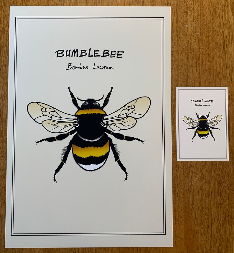 Poster White-Tailed Bumblebee, Bombus Lucorum Animal and Fauna Art, Insect Color Print of Hand-Drawn Art in Sizes A4, A3 and A3 image 5