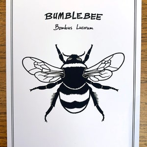 Postcard White-Tailed Bumblebee, Bombus Lucorum Animal, Fauna, Insect Digital Color Art Black and White
