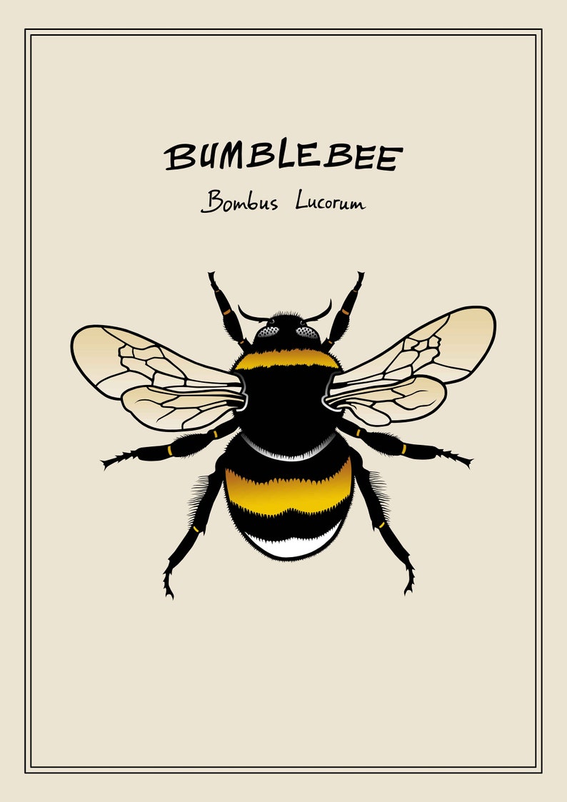 Poster White-Tailed Bumblebee, Bombus Lucorum Animal and Fauna Art, Insect Color Print of Hand-Drawn Art in Sizes A4, A3 and A3 image 6