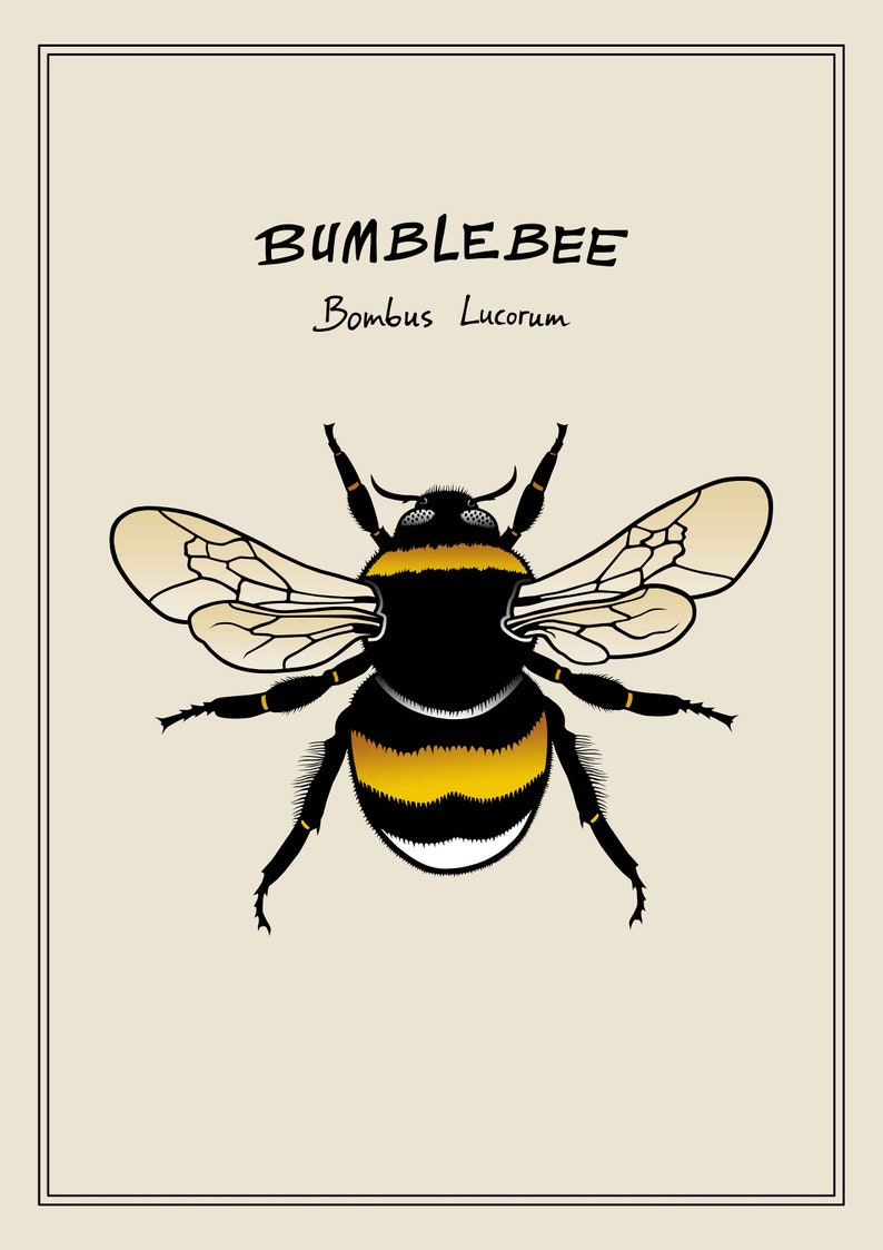 Postcard White-Tailed Bumblebee, Bombus Lucorum Animal, Fauna, Insect Digital Color Art image 3