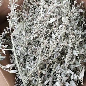 Silver King Artemesia 50 stems 5in to 12 in. Dried floral filler. greyish silver Nice wreath material.