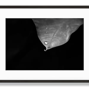 May include: A single water droplet sits on the tip of a leaf, with a dark background.