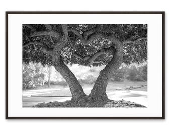 Heart Tree Photography Print: Monochrome Valentine Gift (Digital Download)