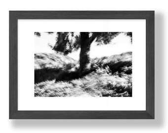 Monochrome Tree Photography Print: Nature Landscape (Digital File)