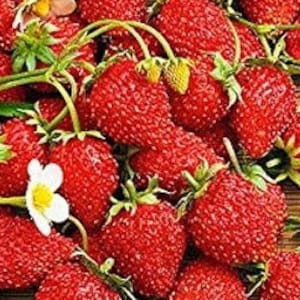 50 Heirloom Strawberry Seeds, Everberring Strawberries PERENNIAL Food-Prepper DiY Medicinal Fruit Garden-Grow Tea + AWESOME Jelly-Great Gift