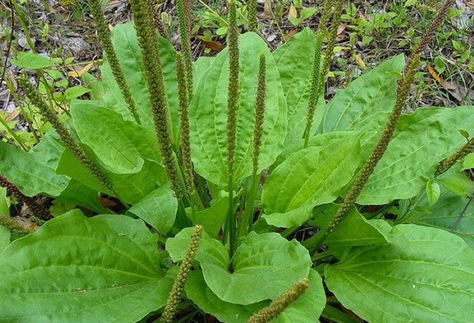 100 Organic Plantain Seeds Bulk Seeds 100pk Herb Garden Etsy