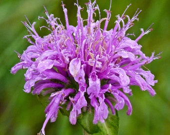 Wild Bergamot Seeds, Bee Balm, DiY Medicinal Herb & Flower Garden, COMPANION Plant, Grow Your Own Tea, Awesome Gift