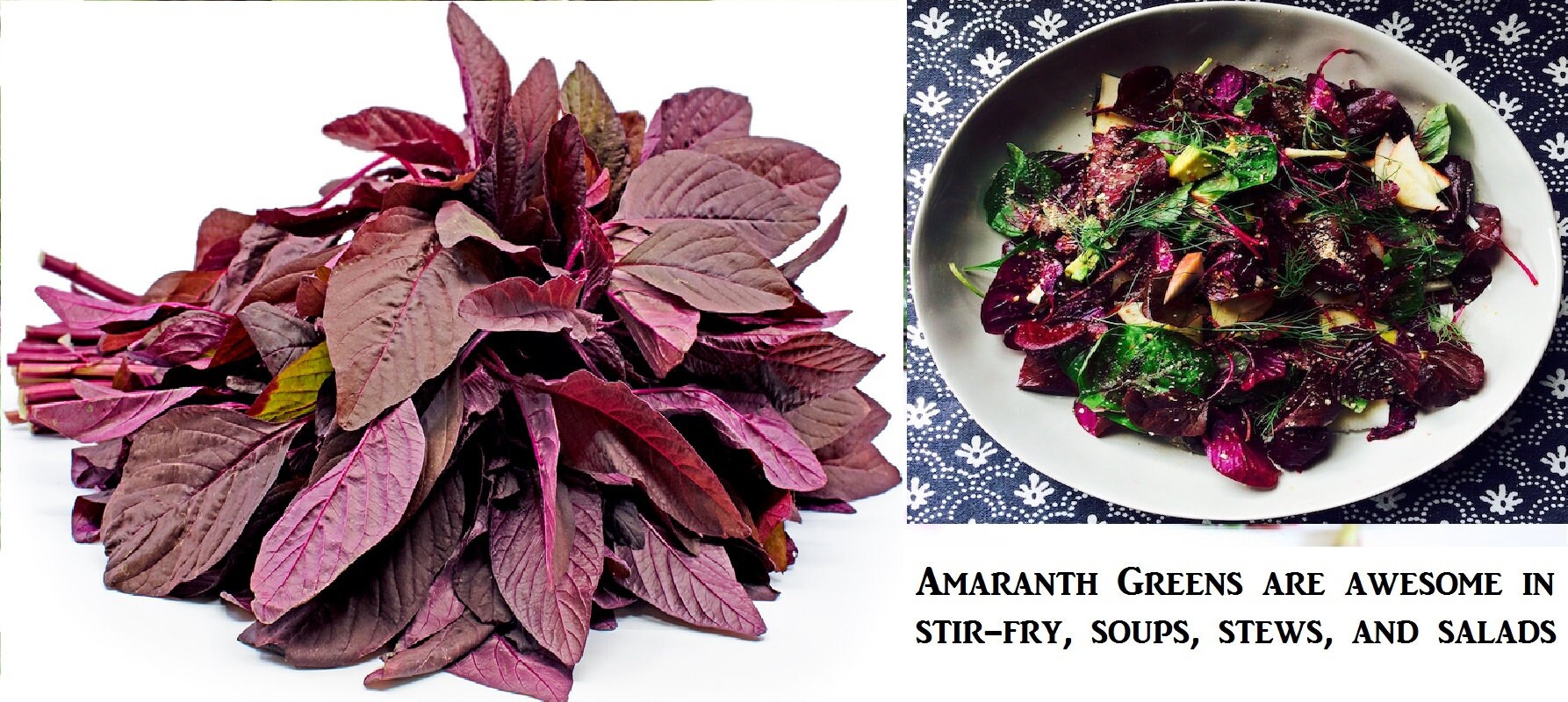 100 Organic Burgundy Amaranth Seeds Bulk Vegatable Garden Etsy