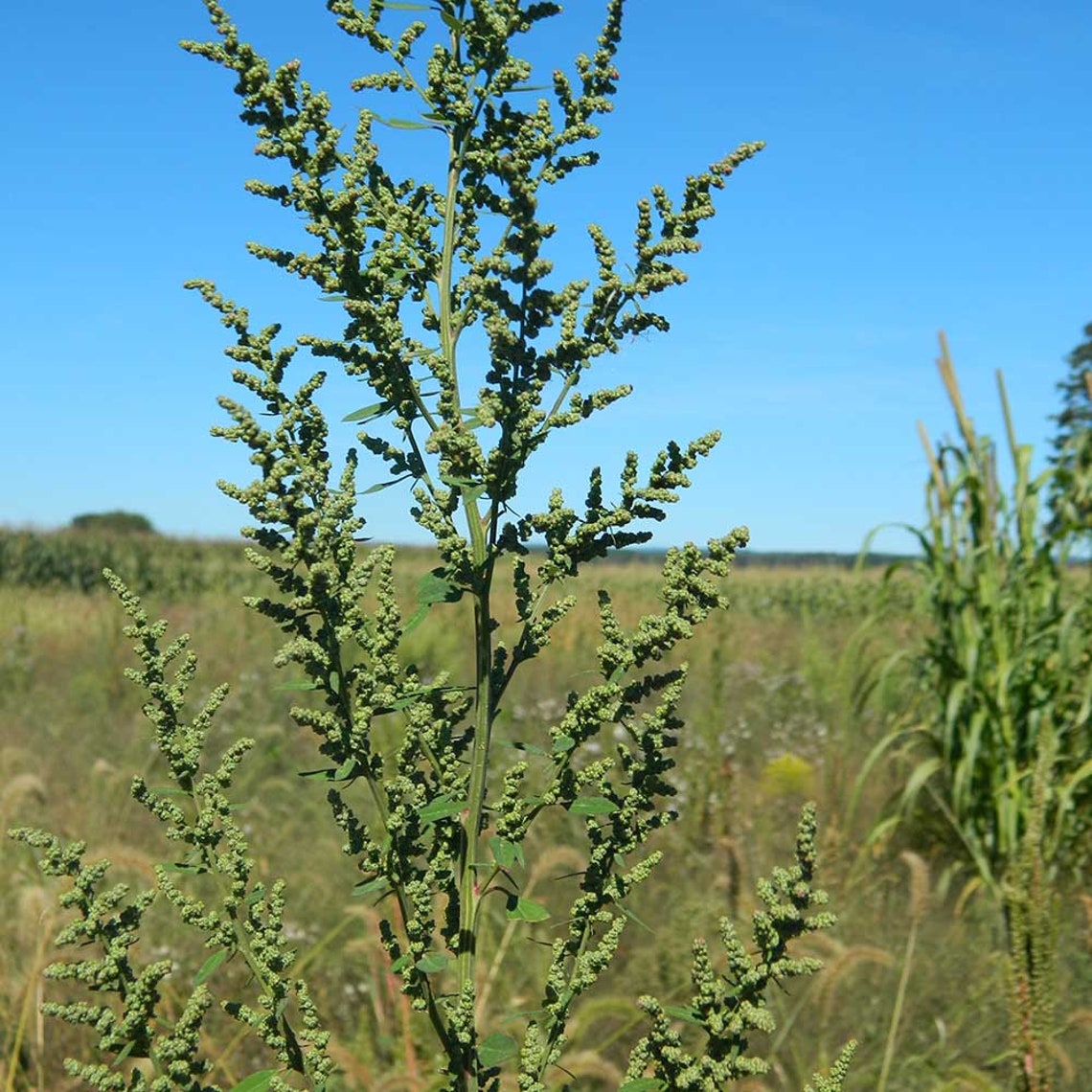 100 Organic Lambs Quarter Seeds Bulk Seeds 100pk Herb Garden Etsy