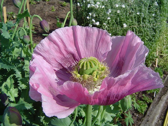 Graines de Pavot rose à fleurs doubles - Papaver somniferum