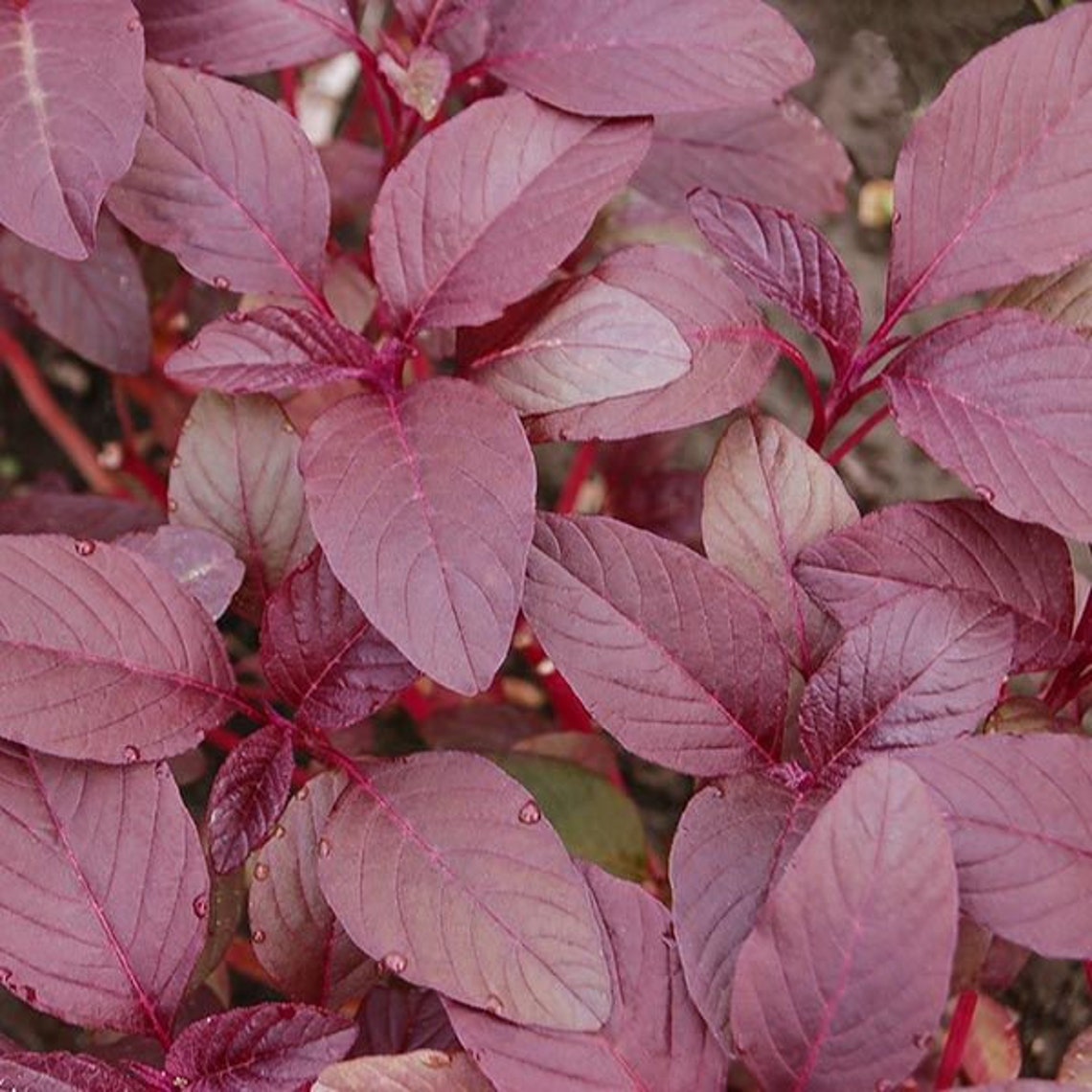 100 Organic Burgundy Amaranth Seeds Bulk Vegatable Garden Etsy