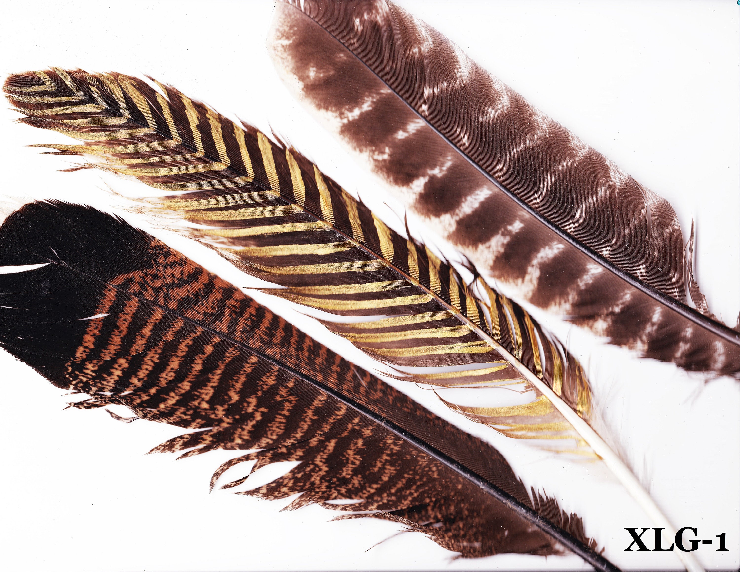 Brown Feather Meaning and Symbolism - Color Meanings