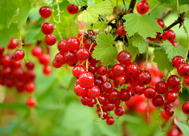 50 WHITE CURRANT FRUIT SEEDS 