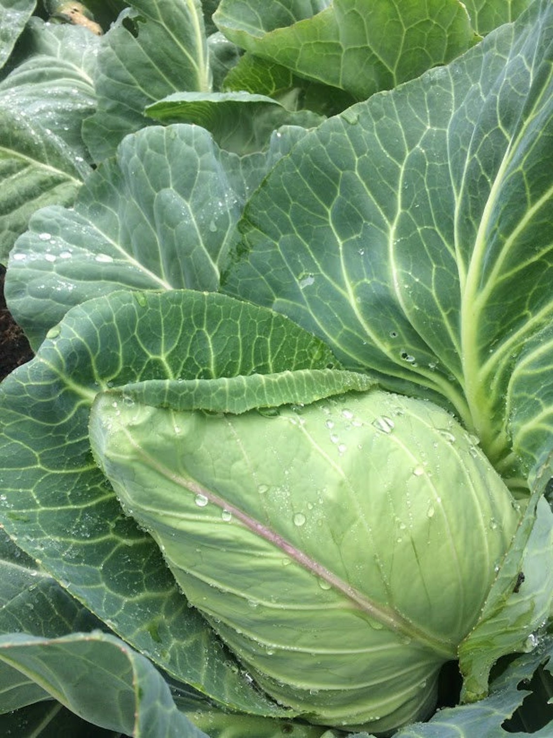 100 Heirloom Cabbage Seeds Bulk Vegetable Seeds QUICK Etsy