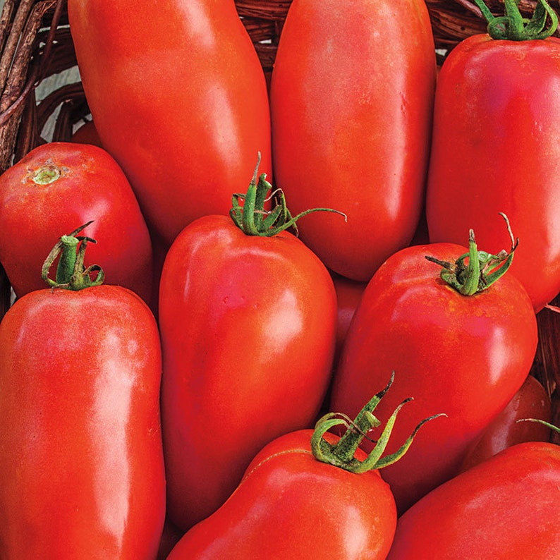 50 Heirloom Roma Tomato Seeds Bulk Vegetable Seeds Prepper Etsy