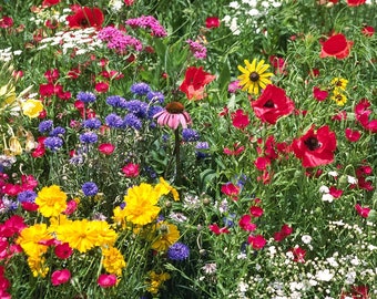 HUNDREDS of PERENNIAL Wildflower Seeds-DiY Practical Prepper Flower Garden-Rainbow Bulk Wild Flowers-Beautiful-Fragrant-Medicinal-L00K!